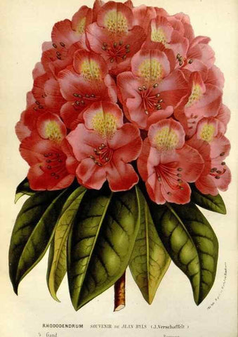 Reproducción/Reproduction 49588368756: Flore des serres et des jardins de l'Europe. A Gand :chez Louis van Houtte, eÌditeur,1845-1880.. 
