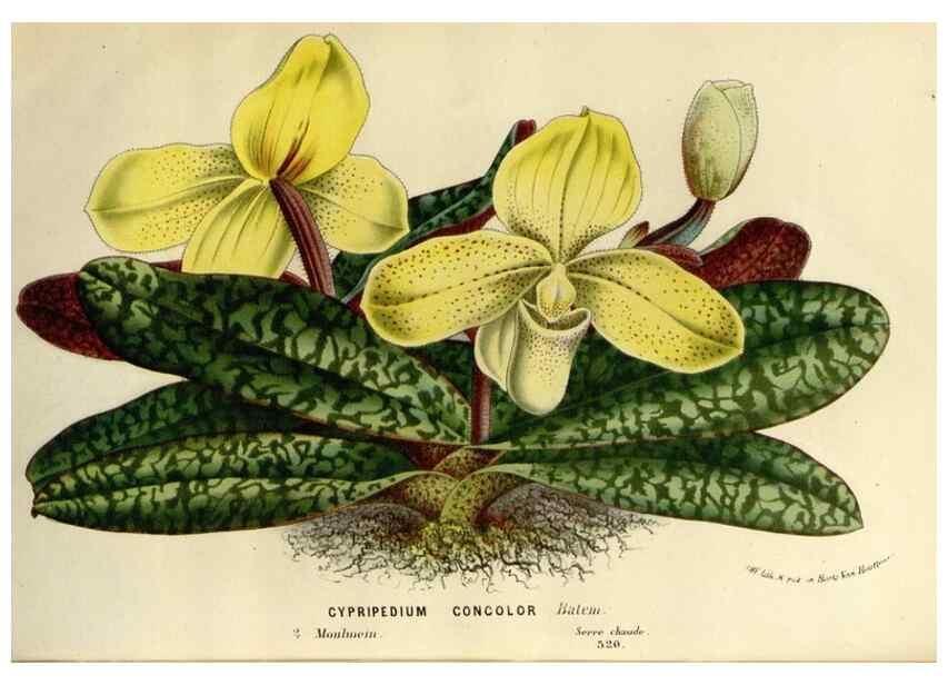 Reproducción/Reproduction 49587876953: Flore des serres et des jardins de l'Europe. A Gand :chez Louis van Houtte, eÌditeur,1845-1880.. 