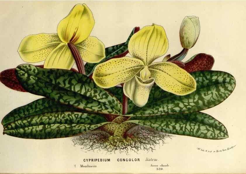 Reproducción/Reproduction 49587876953: Flore des serres et des jardins de l'Europe. A Gand :chez Louis van Houtte, eÌditeur,1845-1880.. 
