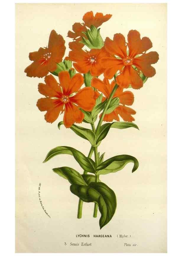 Reproducción/Reproduction 49588369391: Flore des serres et des jardins de l'Europe. A Gand :chez Louis van Houtte, eÌditeur,1845-1880.. 