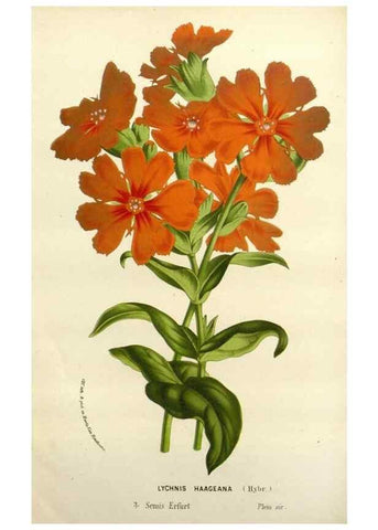 Reproducción/Reproduction 49588369391: Flore des serres et des jardins de l'Europe. A Gand :chez Louis van Houtte, eÌditeur,1845-1880.. 
