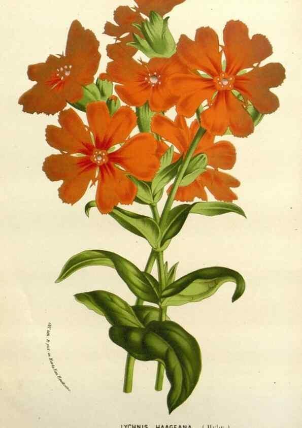 Reproducción/Reproduction 49588369391: Flore des serres et des jardins de l'Europe. A Gand :chez Louis van Houtte, eÌditeur,1845-1880.. 