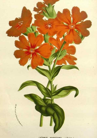 Reproducción/Reproduction 49588369391: Flore des serres et des jardins de l'Europe. A Gand :chez Louis van Houtte, eÌditeur,1845-1880.. 