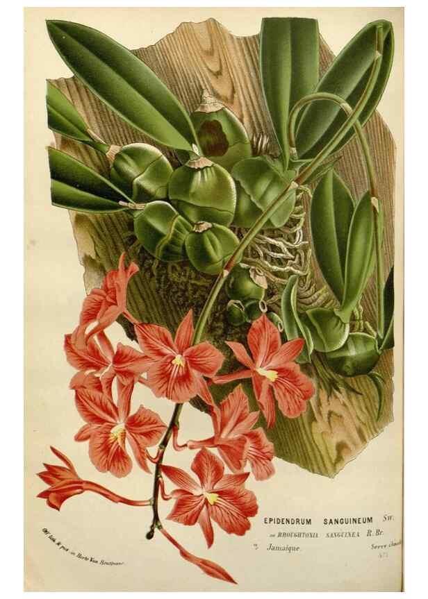 Reproducción/Reproduction 49587875063: Flore des serres et des jardins de l'Europe. A Gand :chez Louis van Houtte, eÌditeur,1845-1880.. 
