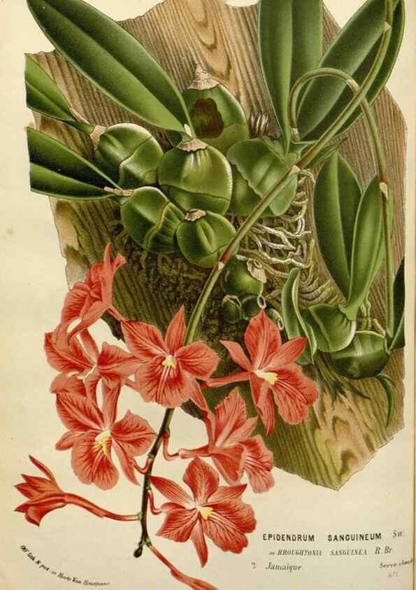 Reproducción/Reproduction 49587875063: Flore des serres et des jardins de l'Europe. A Gand :chez Louis van Houtte, eÌditeur,1845-1880.. 