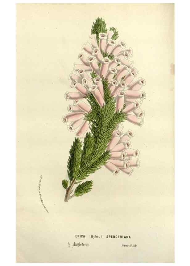 Reproducción/Reproduction 49588369761: Flore des serres et des jardins de l'Europe. A Gand :chez Louis van Houtte, eÌditeur,1845-1880.. 
