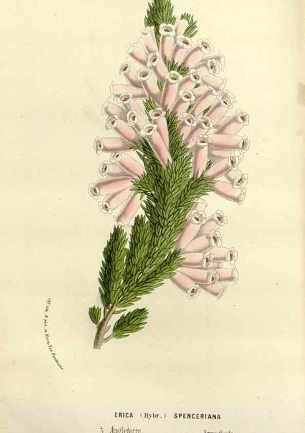 Reproducción/Reproduction 49588369761: Flore des serres et des jardins de l'Europe. A Gand :chez Louis van Houtte, eÌditeur,1845-1880.. 