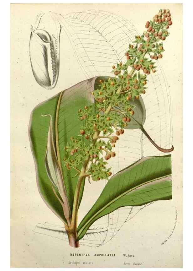 Reproducción/Reproduction 49587878263: Flore des serres et des jardins de l'Europe. A Gand :chez Louis van Houtte, eÌditeur,1845-1880.. 