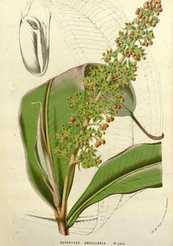 Reproducción/Reproduction 49587878263: Flore des serres et des jardins de l'Europe. A Gand :chez Louis van Houtte, eÌditeur,1845-1880.. 