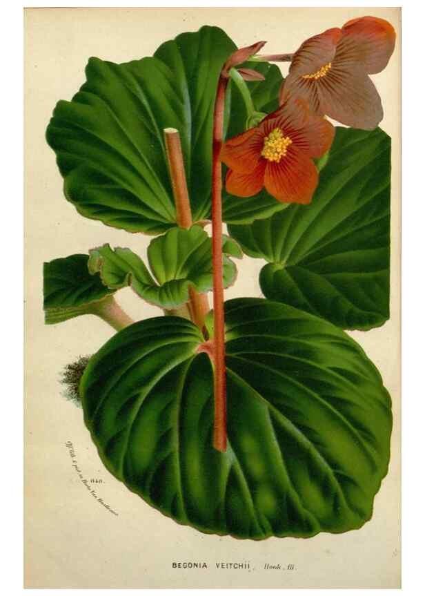 Reproducción/Reproduction 49588615467: Flore des serres et des jardins de l'Europe. A Gand :chez Louis van Houtte, eÌditeur,1845-1880.. 