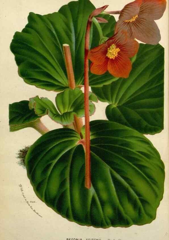 Reproducción/Reproduction 49588615467: Flore des serres et des jardins de l'Europe. A Gand :chez Louis van Houtte, eÌditeur,1845-1880.. 