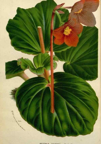 Reproducción/Reproduction 49588615467: Flore des serres et des jardins de l'Europe. A Gand :chez Louis van Houtte, eÌditeur,1845-1880.. 