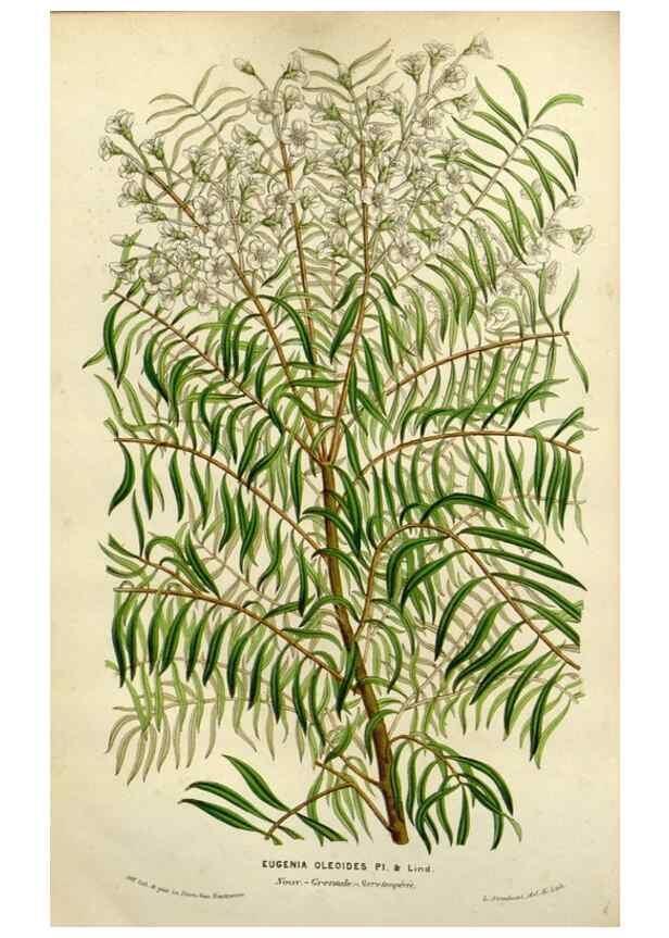 Reproducción/Reproduction 49587879058: Flore des serres et des jardins de l'Europe. A Gand :chez Louis van Houtte, eÌditeur,1845-1880.. 