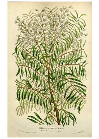 Reproducción/Reproduction 49587879058: Flore des serres et des jardins de l'Europe. A Gand :chez Louis van Houtte, eÌditeur,1845-1880.. 