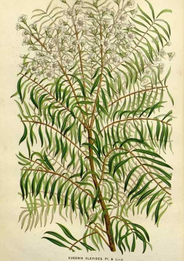 Reproducción/Reproduction 49587879058: Flore des serres et des jardins de l'Europe. A Gand :chez Louis van Houtte, eÌditeur,1845-1880.. 