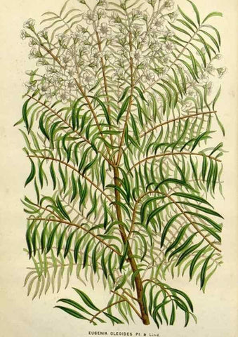 Reproducción/Reproduction 49587879058: Flore des serres et des jardins de l'Europe. A Gand :chez Louis van Houtte, eÌditeur,1845-1880.. 