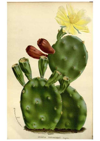 Reproducción/Reproduction 49588371556: Flore des serres et des jardins de l'Europe. A Gand :chez Louis van Houtte, eÌditeur,1845-1880.. 
