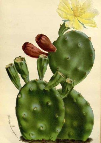 Reproducción/Reproduction 49588371556: Flore des serres et des jardins de l'Europe. A Gand :chez Louis van Houtte, eÌditeur,1845-1880.. 