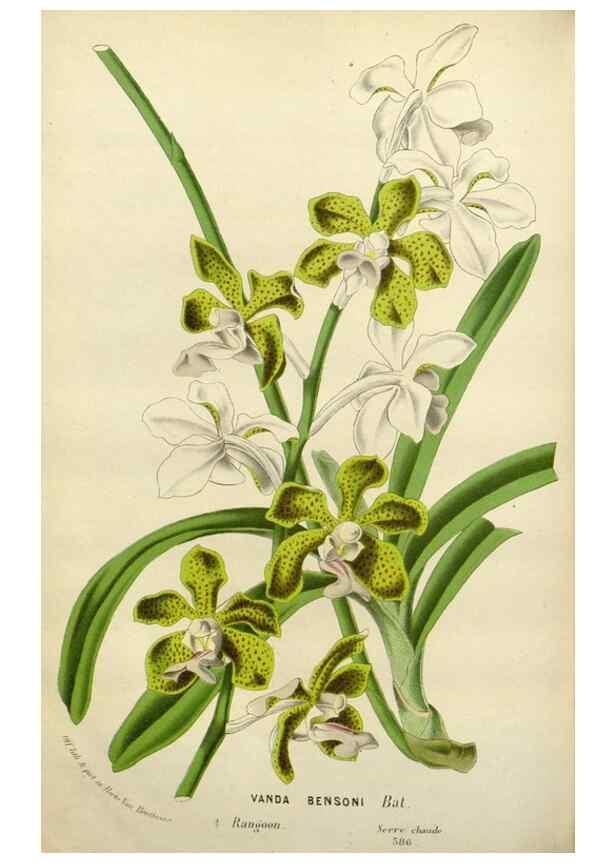 Reproducción/Reproduction 49587879753: Flore des serres et des jardins de l'Europe. A Gand :chez Louis van Houtte, eÌditeur,1845-1880.. 