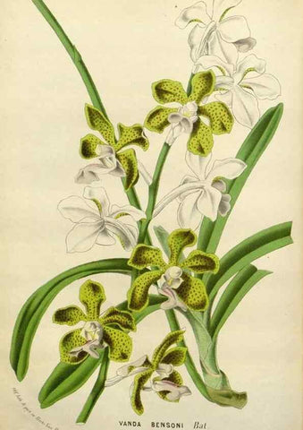 Reproducción/Reproduction 49587879753: Flore des serres et des jardins de l'Europe. A Gand :chez Louis van Houtte, eÌditeur,1845-1880.. 