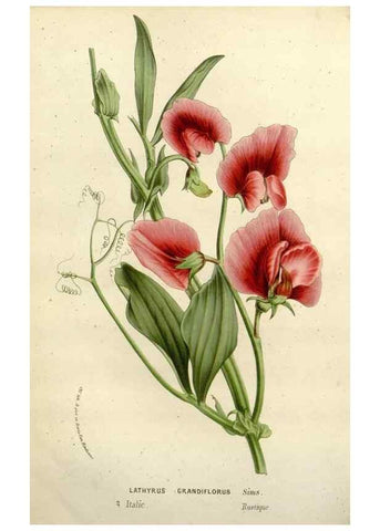 Reproducción/Reproduction 49587880188: Flore des serres et des jardins de l'Europe. A Gand :chez Louis van Houtte, eÌditeur,1845-1880.. 