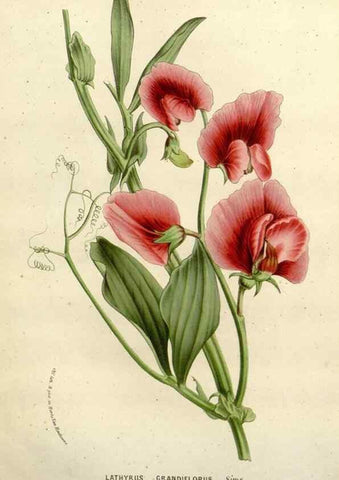 Reproducción/Reproduction 49587880188: Flore des serres et des jardins de l'Europe. A Gand :chez Louis van Houtte, eÌditeur,1845-1880.. 