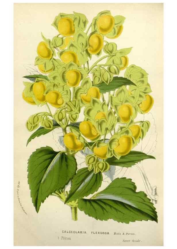 Reproducción/Reproduction 49587880598: Flore des serres et des jardins de l'Europe. A Gand :chez Louis van Houtte, eÌditeur,1845-1880.. 