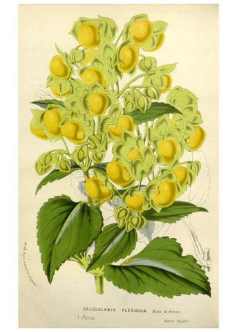 Reproducción/Reproduction 49587880598: Flore des serres et des jardins de l'Europe. A Gand :chez Louis van Houtte, eÌditeur,1845-1880.. 