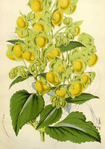 Reproducción/Reproduction 49587880598: Flore des serres et des jardins de l'Europe. A Gand :chez Louis van Houtte, eÌditeur,1845-1880.. 
