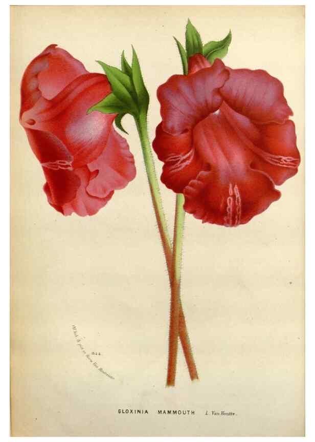 Reproducción/Reproduction 49588614812: Flore des serres et des jardins de l'Europe. A Gand :chez Louis van Houtte, eÌditeur,1845-1880.. 