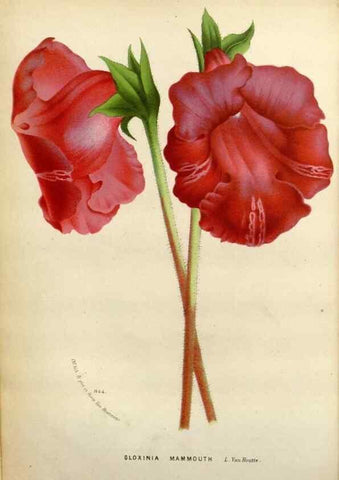 Reproducción/Reproduction 49588614812: Flore des serres et des jardins de l'Europe. A Gand :chez Louis van Houtte, eÌditeur,1845-1880.. 