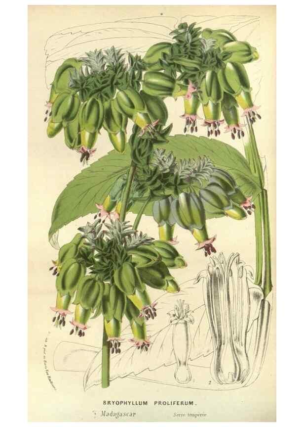 Reproducción/Reproduction 49588877032: Flore des serres et des jardins de l'Europe. A Gand :chez Louis van Houtte, eÌditeur,1845-1880.. 