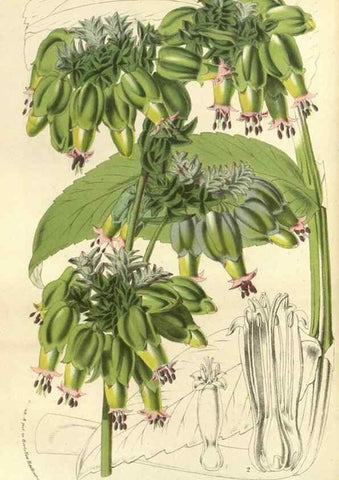 Reproducción/Reproduction 49588877032: Flore des serres et des jardins de l'Europe. A Gand :chez Louis van Houtte, eÌditeur,1845-1880.. 