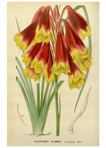 Reproducción/Reproduction 49588367061: Flore des serres et des jardins de l'Europe. A Gand :chez Louis van Houtte, eÌditeur,1845-1880.. 