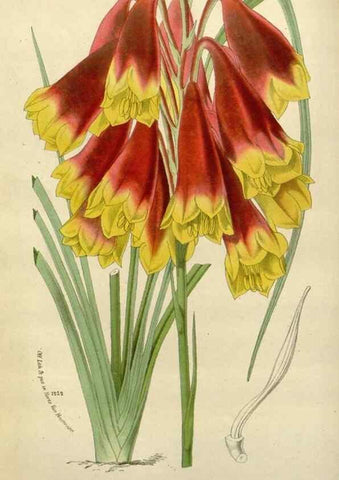 Reproducción/Reproduction 49588367061: Flore des serres et des jardins de l'Europe. A Gand :chez Louis van Houtte, eÌditeur,1845-1880.. 