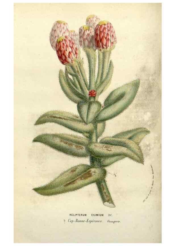 Reproducción/Reproduction 49587874123: Flore des serres et des jardins de l'Europe. A Gand :chez Louis van Houtte, eÌditeur,1845-1880.. 