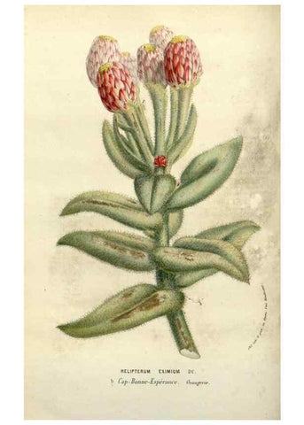 Reproducción/Reproduction 49587874123: Flore des serres et des jardins de l'Europe. A Gand :chez Louis van Houtte, eÌditeur,1845-1880.. 