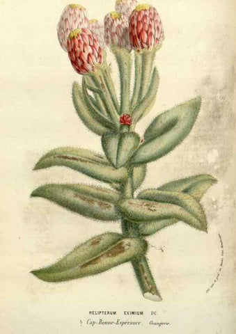 Reproducción/Reproduction 49587874123: Flore des serres et des jardins de l'Europe. A Gand :chez Louis van Houtte, eÌditeur,1845-1880.. 