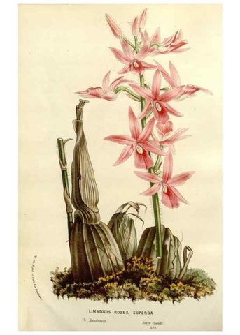Reproducción/Reproduction 49587869198: Flore des serres et des jardins de l'Europe. A Gand :chez Louis van Houtte, eÌditeur,1845-1880.. 