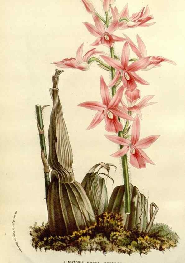 Reproducción/Reproduction 49587869198: Flore des serres et des jardins de l'Europe. A Gand :chez Louis van Houtte, eÌditeur,1845-1880.. 