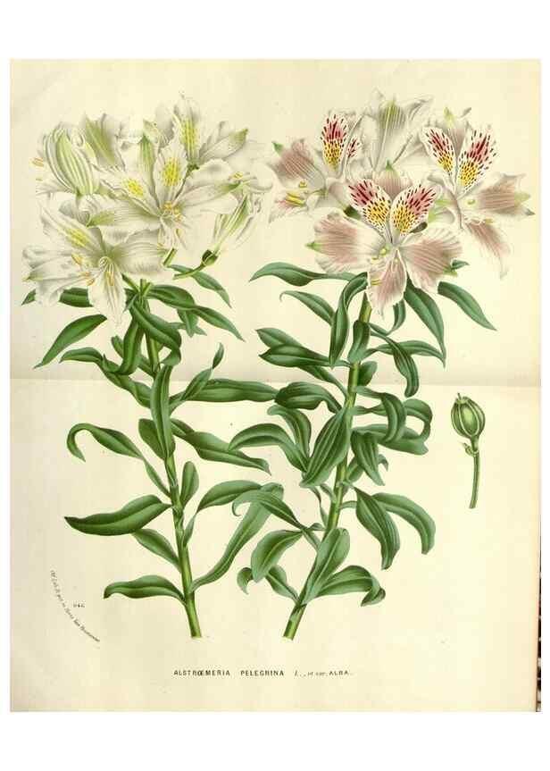 Reproducción/Reproduction 49588606612: Flore des serres et des jardins de l'Europe. A Gand :chez Louis van Houtte, eÌditeur,1845-1880.. 