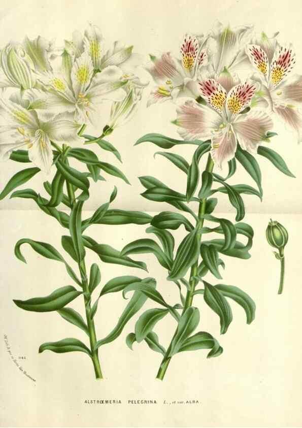Reproducción/Reproduction 49588606612: Flore des serres et des jardins de l'Europe. A Gand :chez Louis van Houtte, eÌditeur,1845-1880.. 