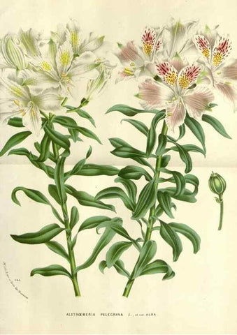 Reproducción/Reproduction 49588606612: Flore des serres et des jardins de l'Europe. A Gand :chez Louis van Houtte, eÌditeur,1845-1880.. 