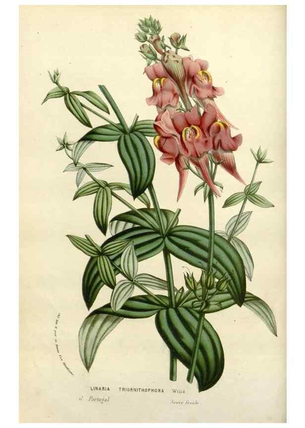 Reproducción/Reproduction 49588606867: Flore des serres et des jardins de l'Europe. A Gand :chez Louis van Houtte, eÌditeur,1845-1880.. 