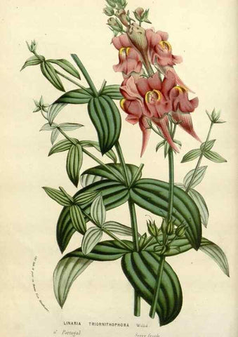Reproducción/Reproduction 49588606867: Flore des serres et des jardins de l'Europe. A Gand :chez Louis van Houtte, eÌditeur,1845-1880.. 