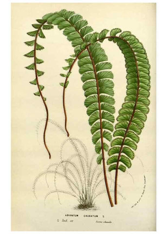 Reproducción/Reproduction 49588362276: Flore des serres et des jardins de l'Europe. A Gand :chez Louis van Houtte, eÌditeur,1845-1880.. 