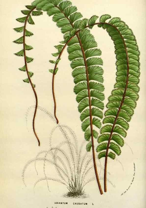 Reproducción/Reproduction 49588362276: Flore des serres et des jardins de l'Europe. A Gand :chez Louis van Houtte, eÌditeur,1845-1880.. 