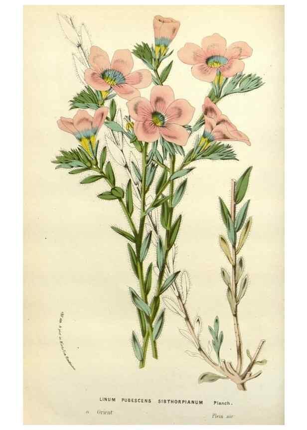 Reproducción/Reproduction 49588362651: Flore des serres et des jardins de l'Europe. A Gand :chez Louis van Houtte, eÌditeur,1845-1880.. 