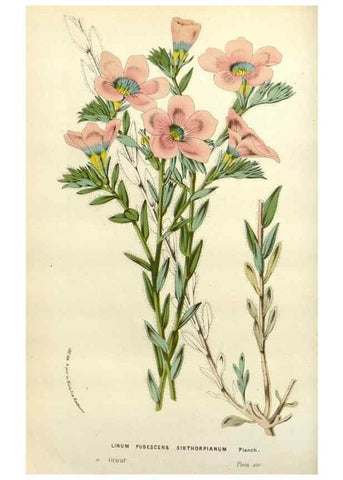 Reproducción/Reproduction 49588362651: Flore des serres et des jardins de l'Europe. A Gand :chez Louis van Houtte, eÌditeur,1845-1880.. 