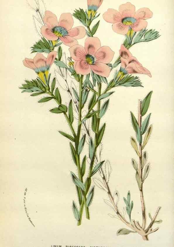 Reproducción/Reproduction 49588362651: Flore des serres et des jardins de l'Europe. A Gand :chez Louis van Houtte, eÌditeur,1845-1880.. 